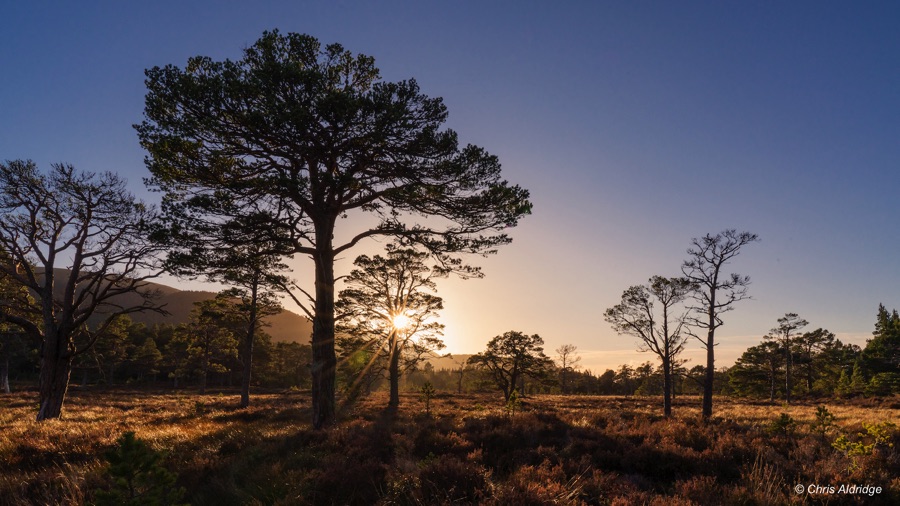 Trees at Dundreggan
